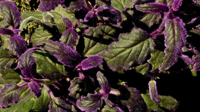 Gynure orange (Gynura aurantiaca)