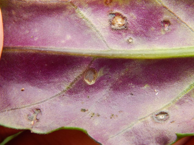 Gynura procumbens