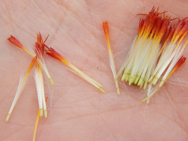 Gynura procumbens