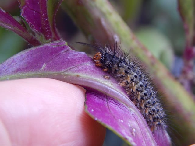 Gynura procumbens