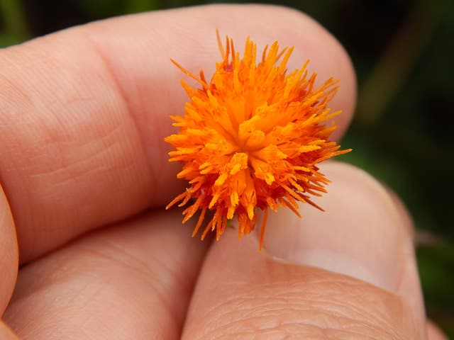 Gynura procumbens