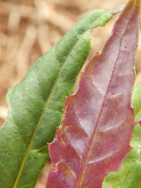 Gynura procumbens