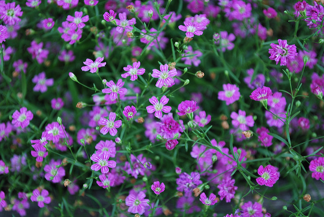 Gypsophile des moissons