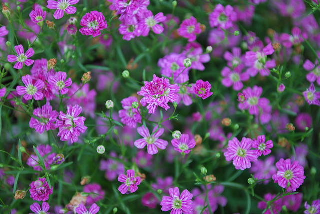 Gypsophile des moissons