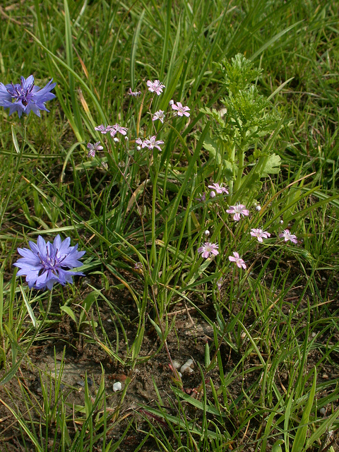 Gypsophile des moissons