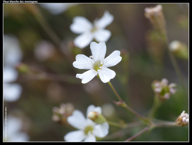 Gypsophile des moissons (Gypsophila muralis)