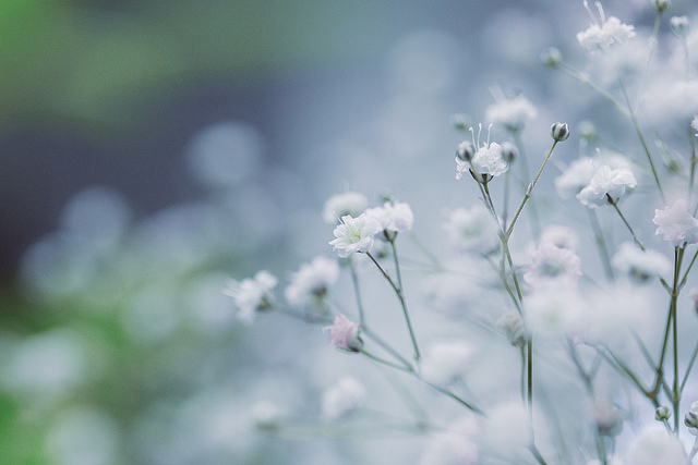 Gypsophile paniculé