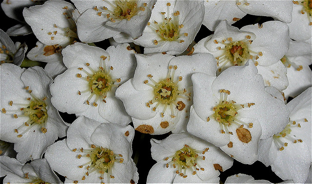 Gypsophile paniculé (Gypsophila paniculata)