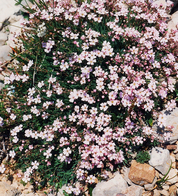 Gypsophile rampante