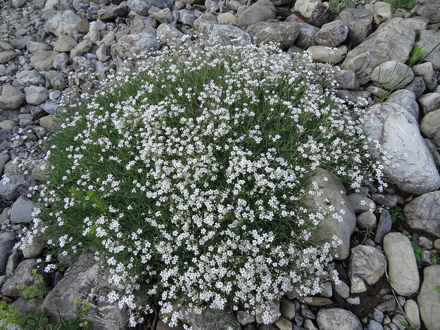 Gypsophile rampante