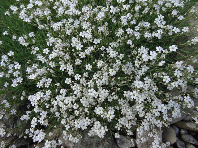 Gypsophile rampante