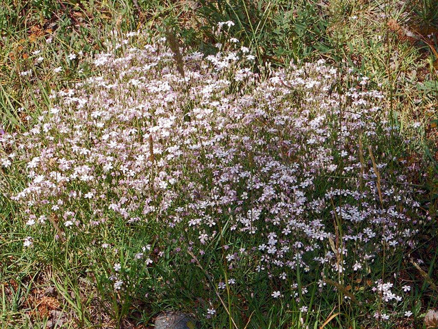 Gypsophile rampante