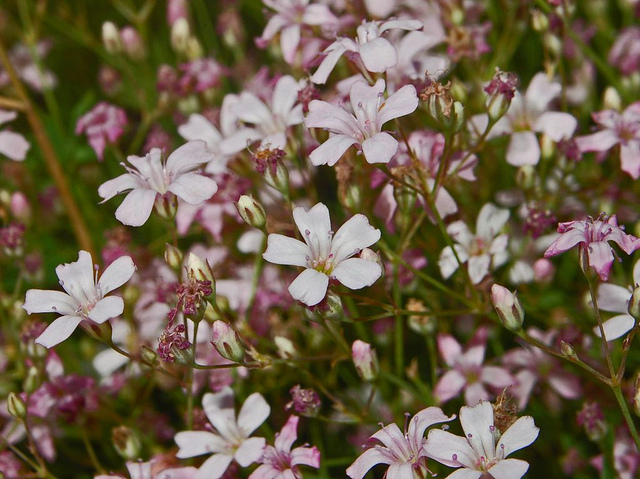 Gypsophile rampante