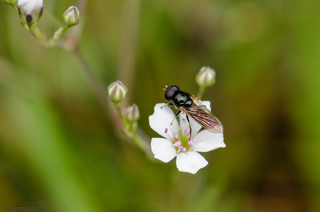Gypsophile rampante (Gypsophila repens)