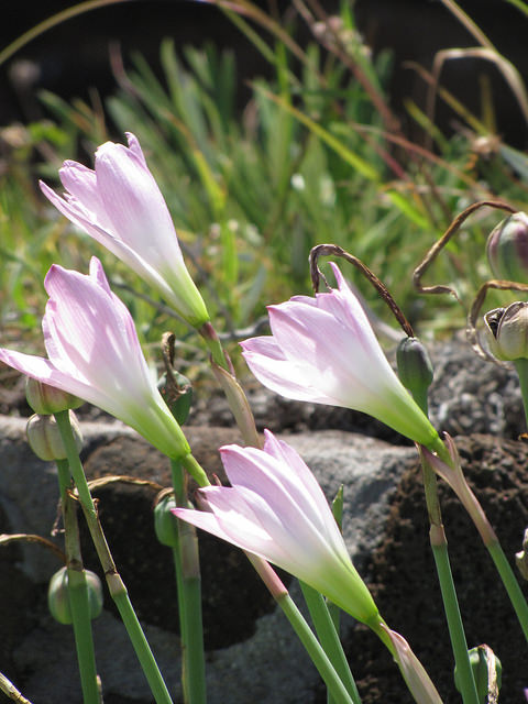 Habranthus