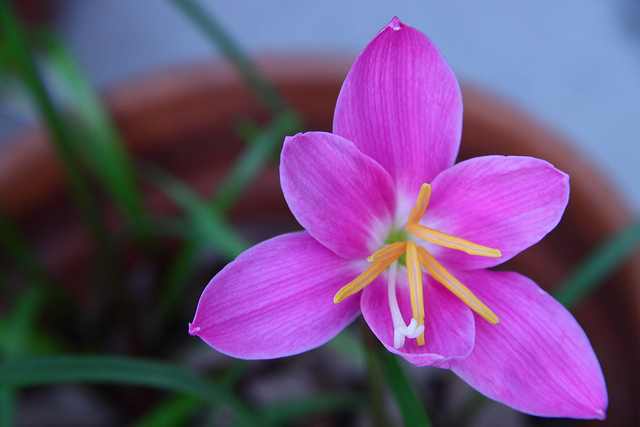 Habranthus (Habranthus robustus)