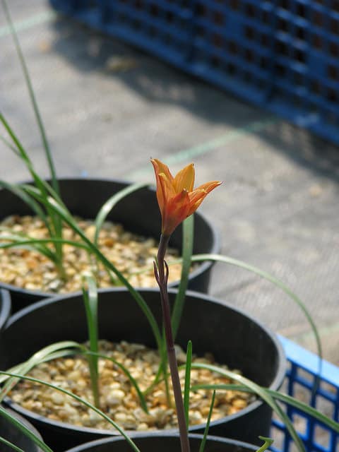 Habranthus tubispathus