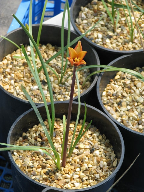Habranthus tubispathus