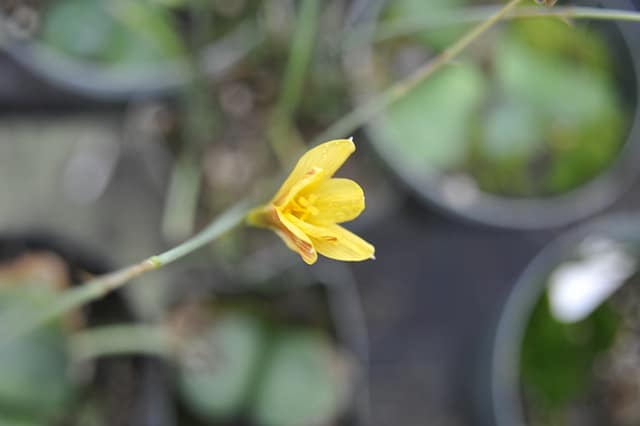 Habranthus tubispathus