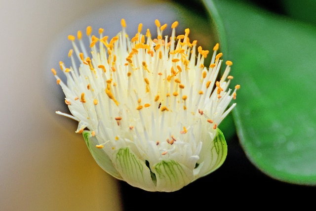Haemanthus albiflos