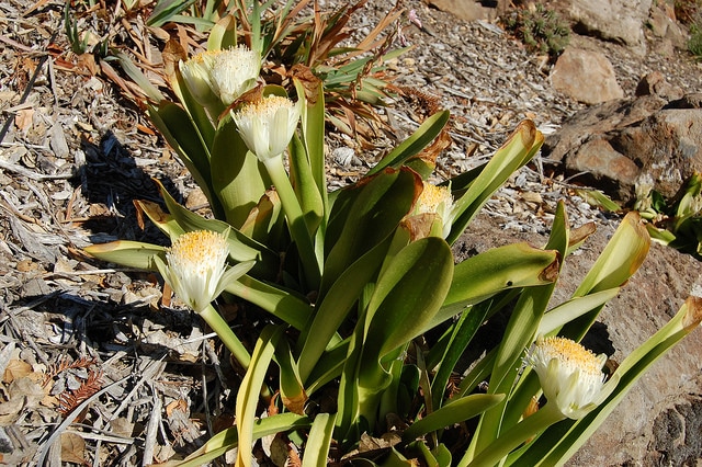 Haemanthus albiflos