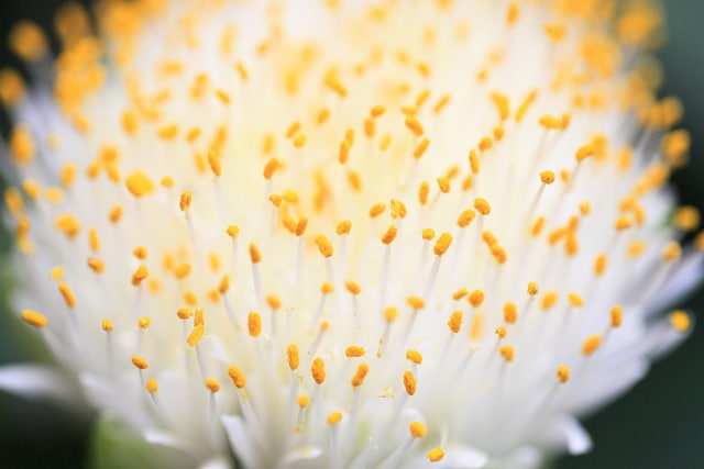 Haemanthus albiflos