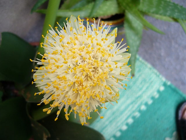 Haemanthus albiflos
