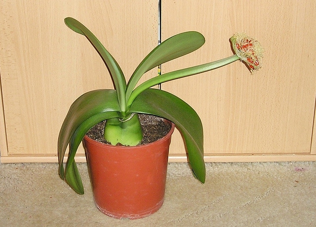 Haemanthus albiflos (Haemanthus albiflos)