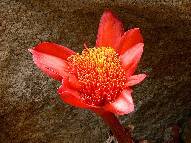 Haemanthus coccineus (Haemanthus coccineus)