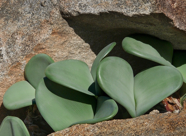 Haemanthus coccineus