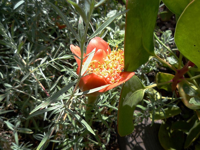 Haemanthus coccineus