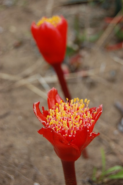 Haemanthus coccineus