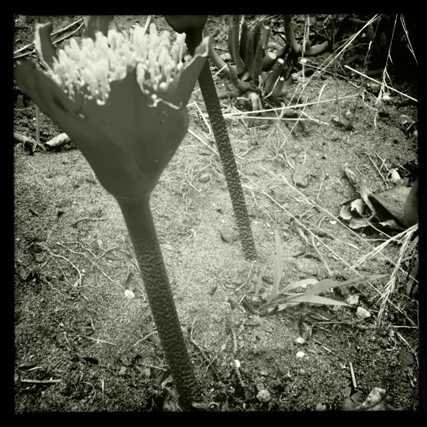 Haemanthus coccineus