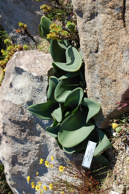 Haemanthus coccineus