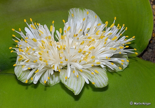 Haemanthus deformis (Haemanthus deformis)