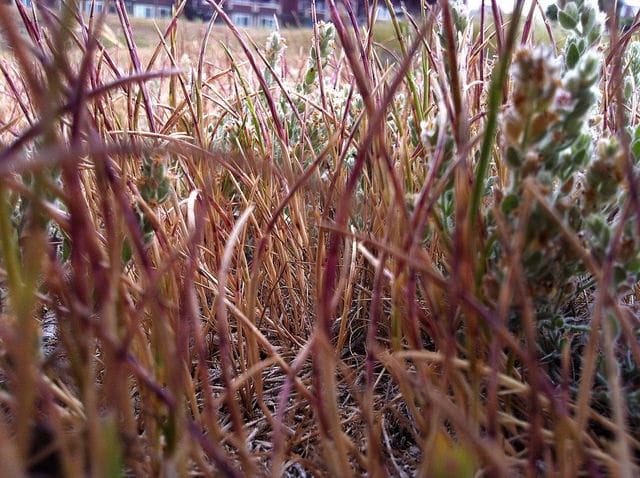 Lepture cylindrique (Hainardia cylindrica)