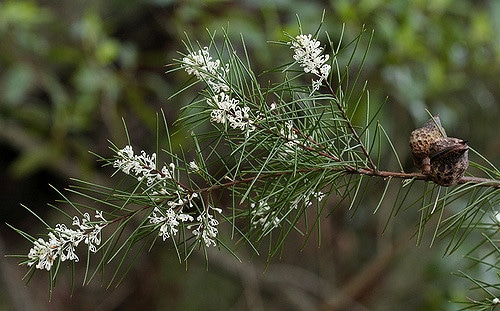 Hakea sericea