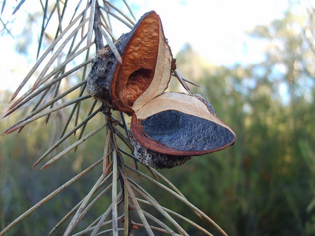 Hakea sericea