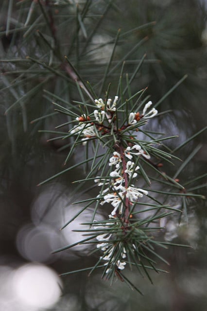 Hakea sericea