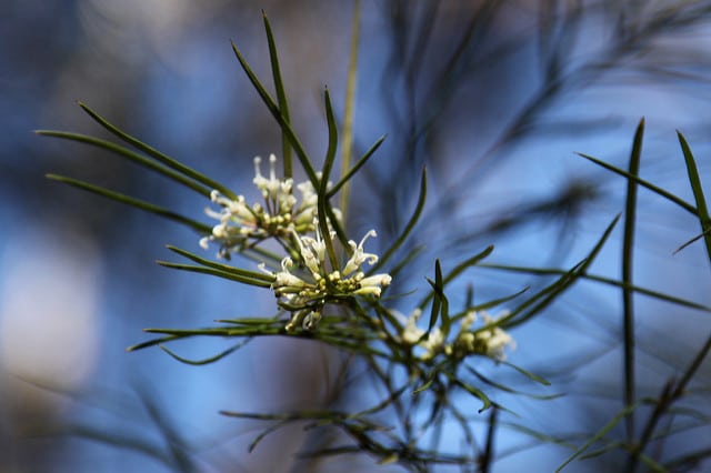 Hakea sericea