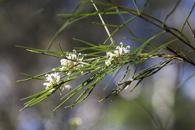 Hakea sericea