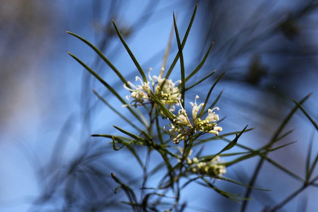 Hakea sericea