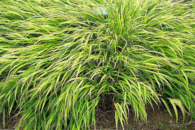 Herbe du japon