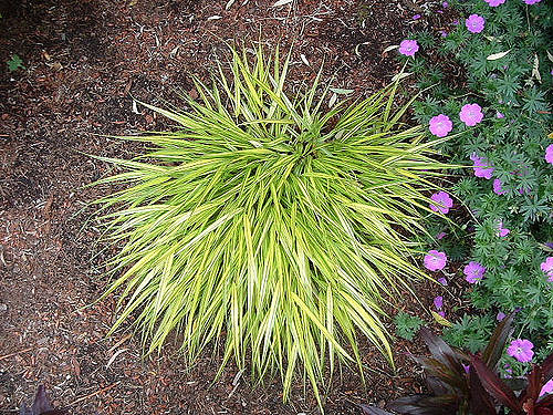 Herbe du japon