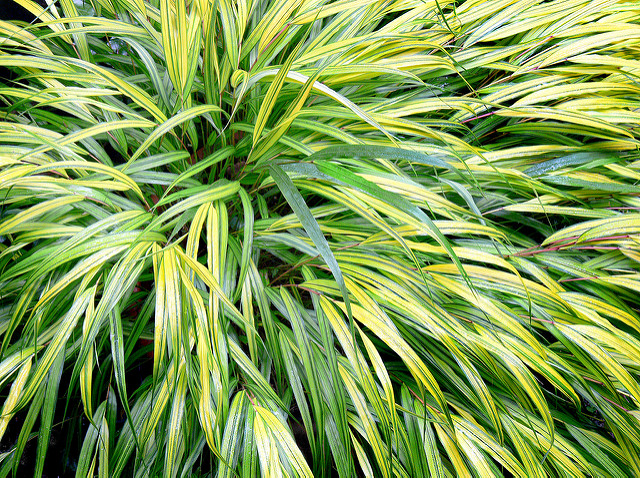 Herbe du japon