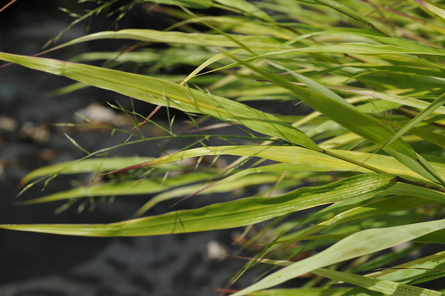 Herbe du japon
