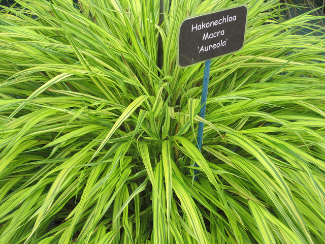 Herbe du japon