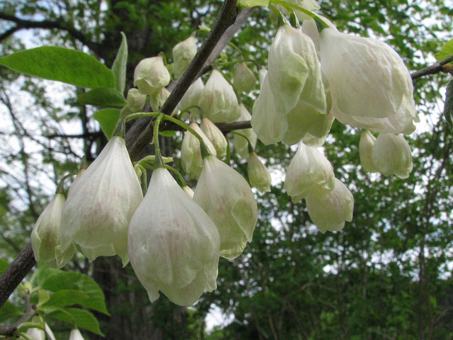 Halesia carolina (Halesia carolina)