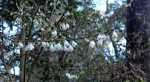 Halesia carolina