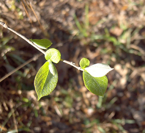 Halesia carolina
